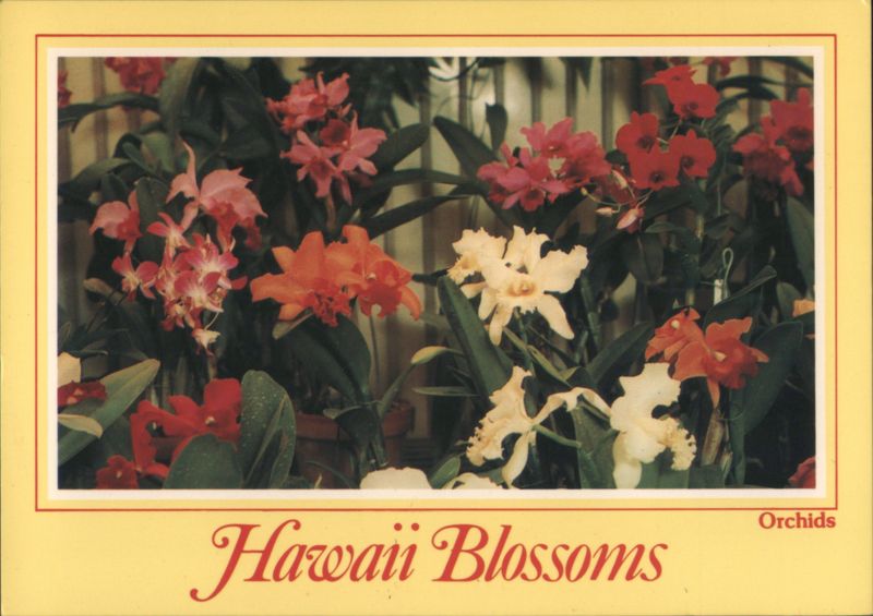 Hawaiian Blossoms Orchids, Foster Botanic Garden Honolulu