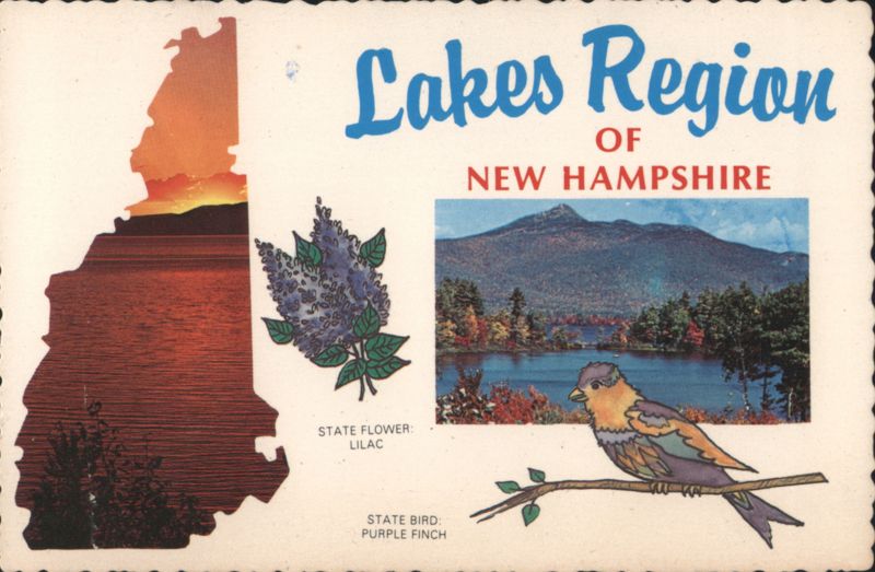 Lakes Region New Hampshire, State Flower & Bird