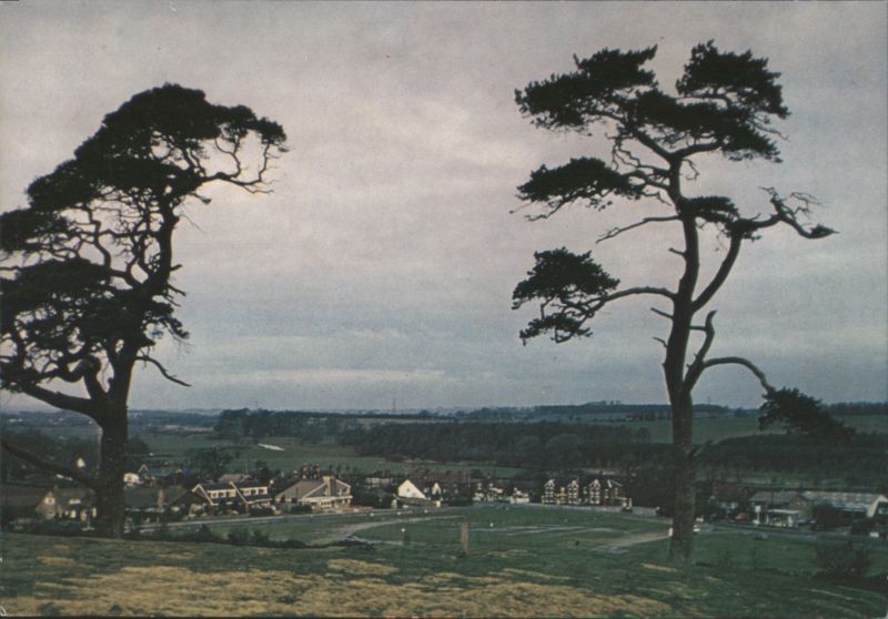 Milford Common, Cannock Chase with Pine Trees United Kingdom
