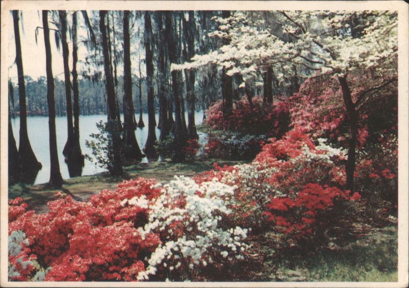 Springtime Azaleas & Cypress Trees at Bonnet Pond Tallahassee Florida