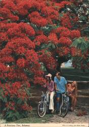 1979 Nassau Bahamas Poinciana Tree People Bicycles Postcard Postcard