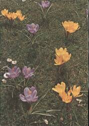 Spring Crocuses, Yellow and Purple Flowers Postcard