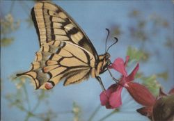 Schwalbenschwanz Butterfly on Pink Flower Postcard