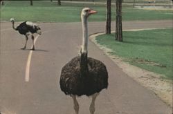 Ostriches at Great Adventure, Jackson, NJ Postcard