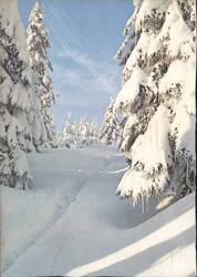 Snowy Winter Forest Path with Icicle-Covered Trees Postcard