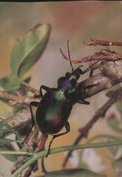 Puppenräuber Beetle on Branch Postcard