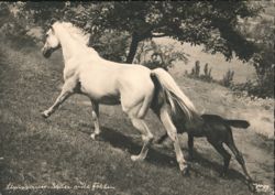 Lipizzaner Mare with Foal Postcard
