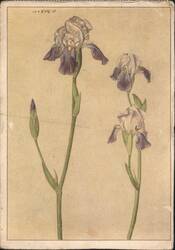 A. Dürer Irises Botanical Illustration Postcard