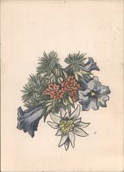 Alpine Flowers Bouquet, Edelweiss, Gentian Postcard