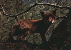 Young Fox Cub in Forest Postcard