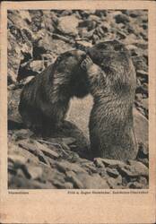 Two Marmots Interacting - Murmeltiere Postcard