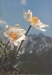 Alpen-Anemone Pulsatilla alpina Flowers, Alpine Scene Postcard