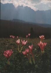 Herbstzeitlose Flowers, Mountain Landscape Postcard