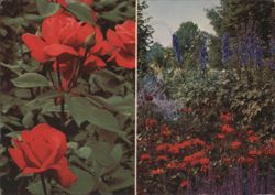Bundesgartenschau Mannheim 1975, Red Roses Garden Postcard