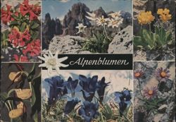Alpenblumen Alpine Flowers Edelweiss Gentian Lady's Slipper Postcard