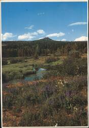 Rabbit Ears Peak, Wildflowers & Stream, Colorado Postcard