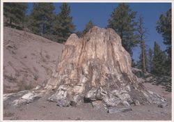 Florissant Fossil Beds National Monument Big Stump Postcard
