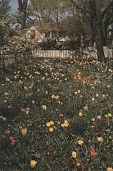 Garden of the Dr. Barraud House, Williamsburg, VA Postcard