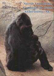 North Carolina Zoological Park Gorilla with Baby, Asheboro, NC Postcard
