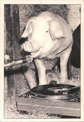Trotter the Pop Star Postcard
