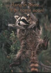 Raccoon Hanging from Branch, Hang in there... I'll be home soon! Postcard
