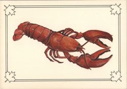 Famous Atlantic Lobster - Caught off Atlantic Canada Postcard