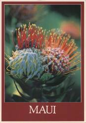 Maui's Protea Flowers Postcard
