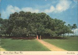 Hawaii's Largest Banyan Tree, Lahaina Postcard