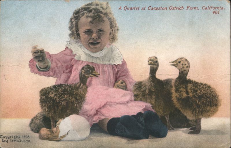 A Quartet at Cawston Ostrich Farm, California Graham