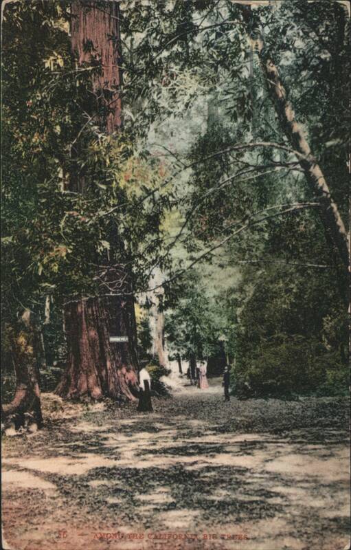 Among the California Big Trees