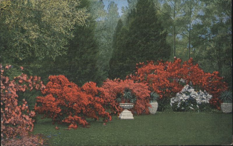 Blooming Azaleas Along the Mississippi Gulf Coast