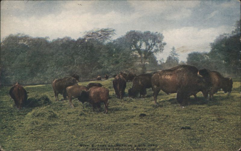 American Bison Herd, New York Zoological Park