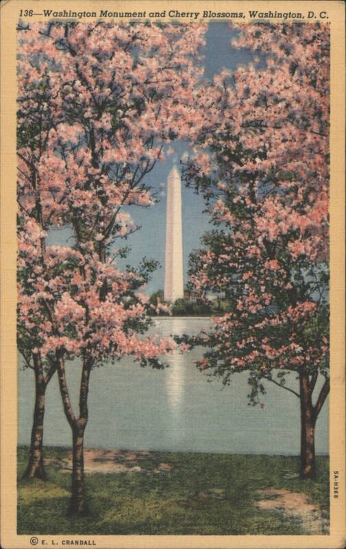 Washington Monument and Cherry Blossoms District of Columbia