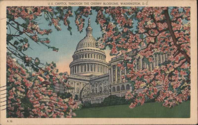 U.S. Capitol through the Cherry Blossoms Washington District of Columbia