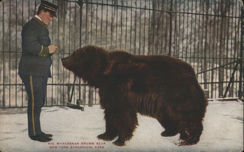 Alaskan Brown Bear, New York Zoological Park