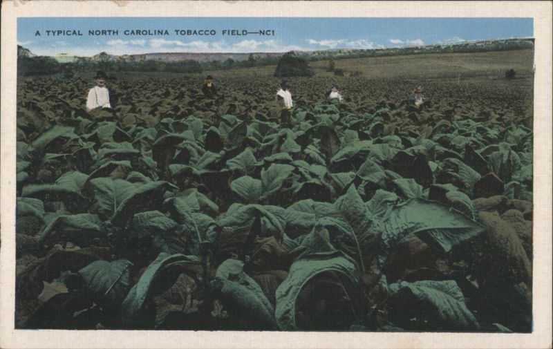 A Typical North Carolina Tobacco Field