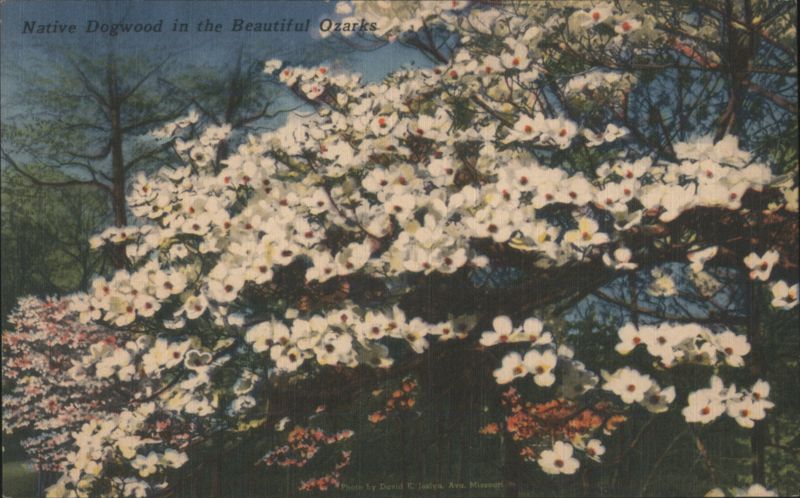 Native Dogwood in the Beautiful Ozarks Missouri David E. Joshua