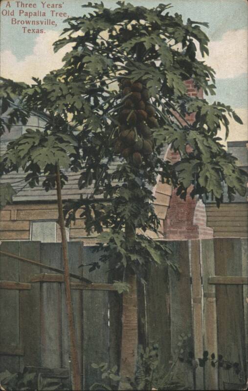 A Three Years' Old Papalla Tree, Brownsville, Texas