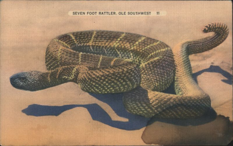 Seven Foot Rattler, Ole Southwest Snakes & Reptiles