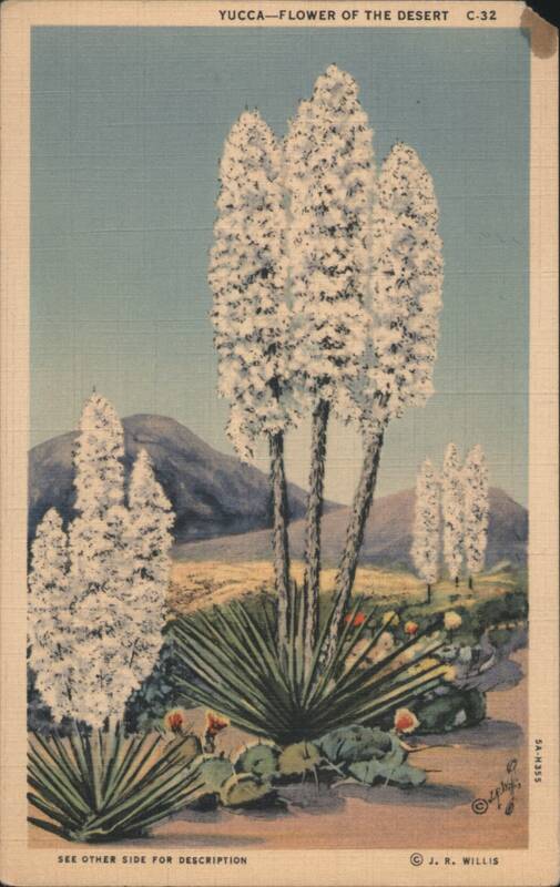 Yucca - Flower of the Desert J. R. Willis Cactus & Desert Plants