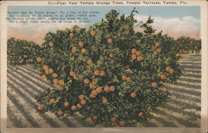 Four Year Temple Orange Trees, Temple Terraces Tampa Florida