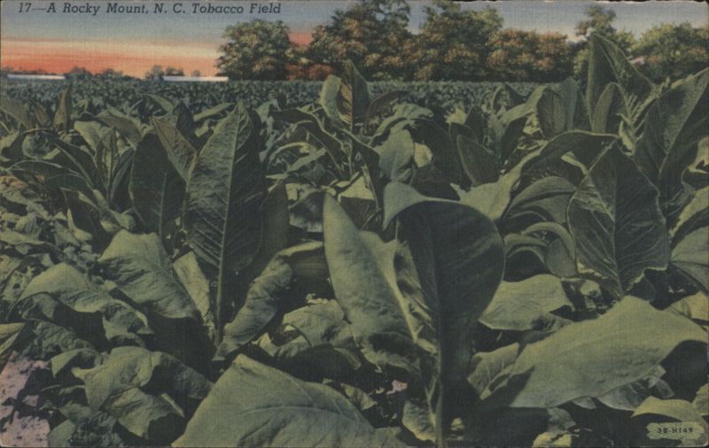 Rocky Mount, NC Tobacco Field North Carolina