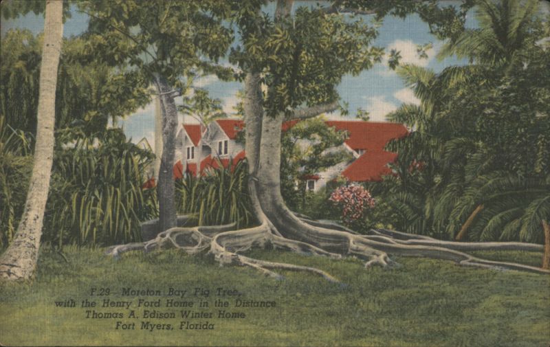 Moreton Bay Fig Tree, Henry Ford & Edison Winter Home, Fort Myers Florida