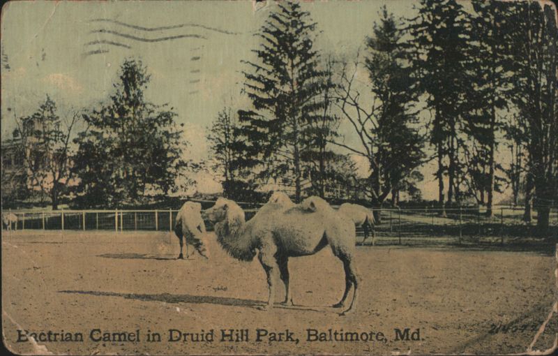Bactrian Camel in Druid Hill Park, Baltimore, MD Maryland