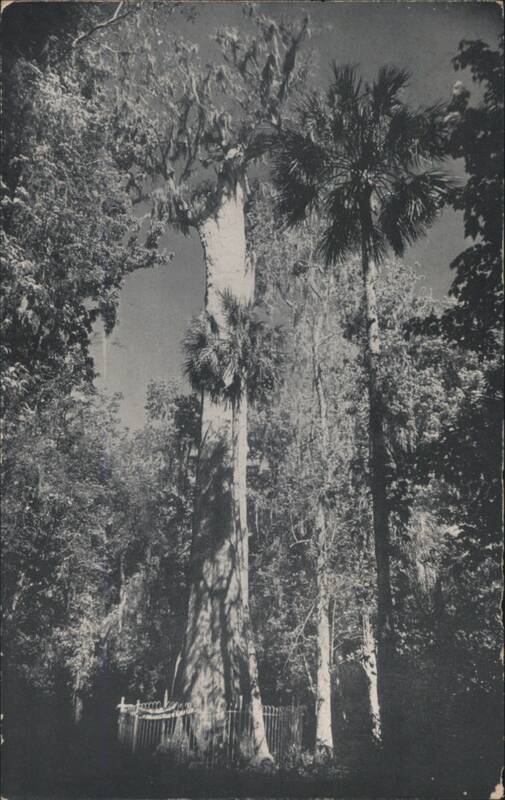 Florida's Big Tree, Cypress, Central Florida