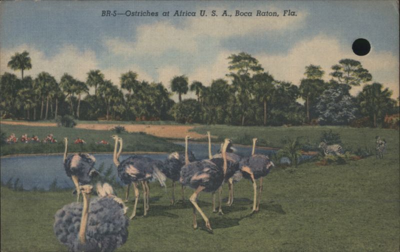 Ostriches at Africa U. S. A., Boca Raton, FL Florida