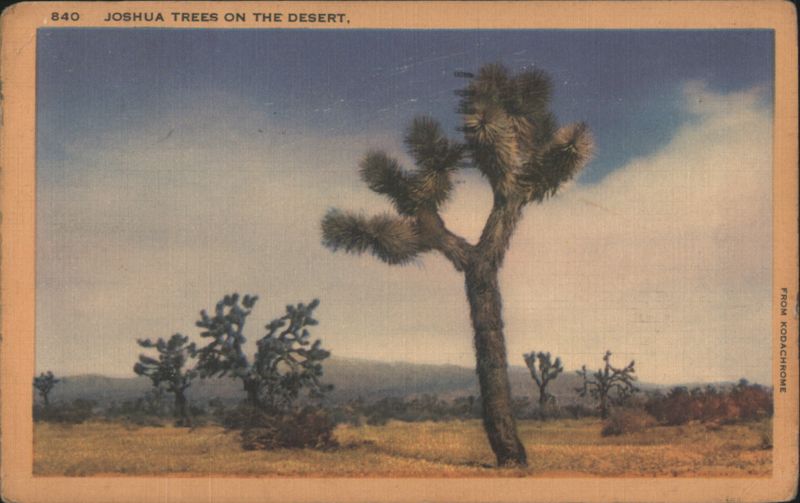 Joshua Trees on the Desert Cactus & Desert Plants