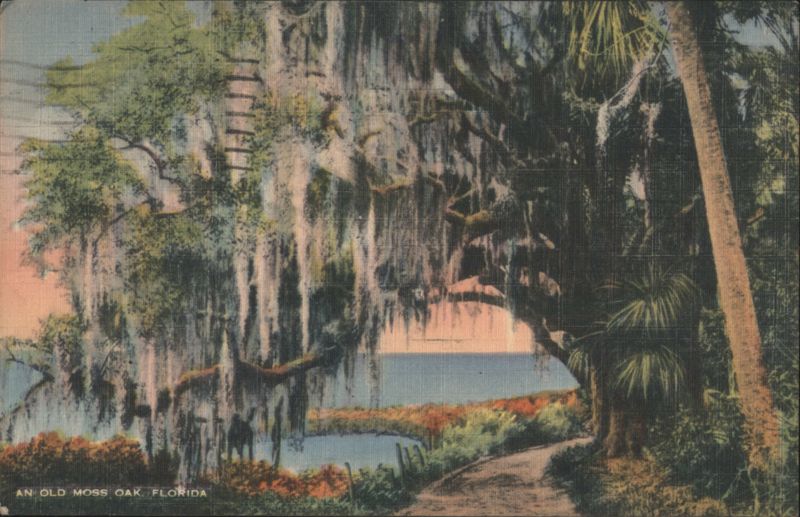 Old Moss Oak, Florida St. Petersburg