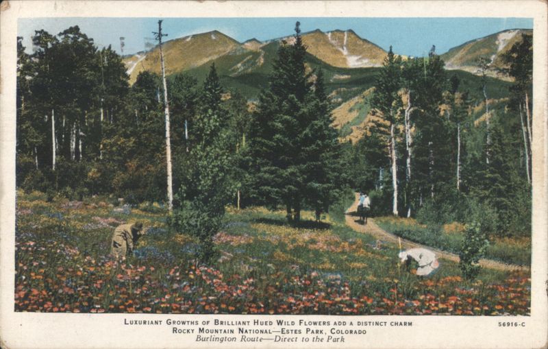 Wild Flowers, Rocky Mountain National Park, Estes Park Colorado