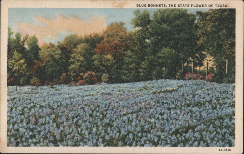 Blue Bonnets, The State Flower of Texas
